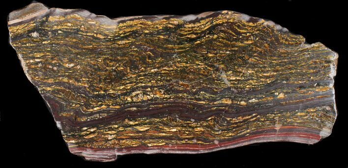 Polished Tiger Iron Stromatolite - ( Billion Years) #38918
